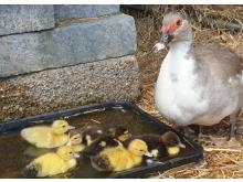 Madeline the Muscovy Mum